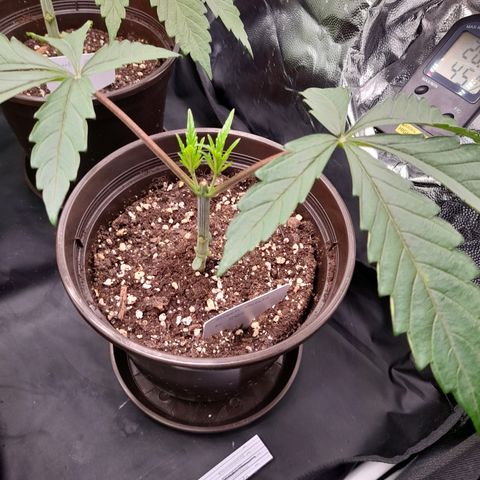 Green Gelato  growlog timeline photo
