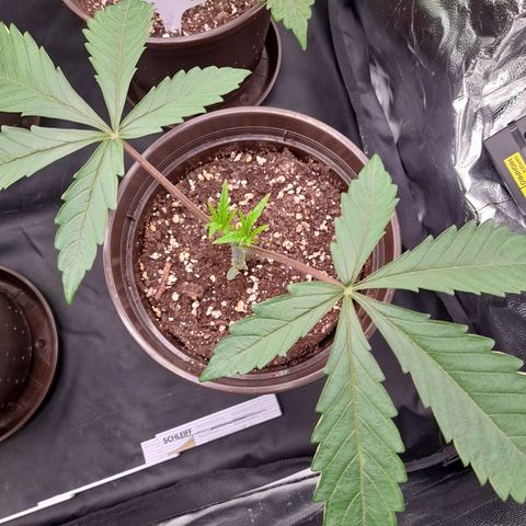 Green Gelato  growlog timeline photo