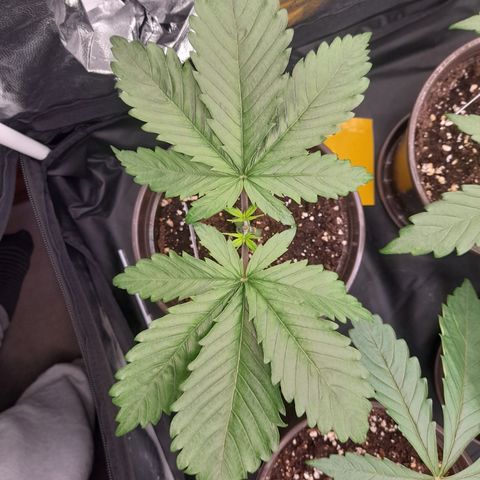 Fat Gorilla  growlog timeline photo