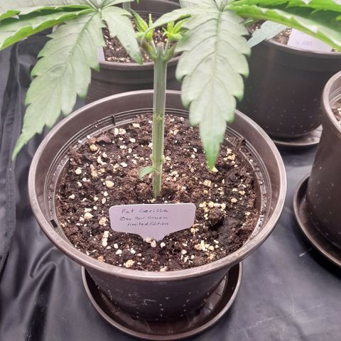 Fat Gorilla  growlog timeline photo