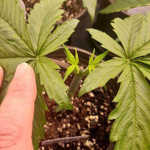 Fat Gorilla  growlog timeline photo