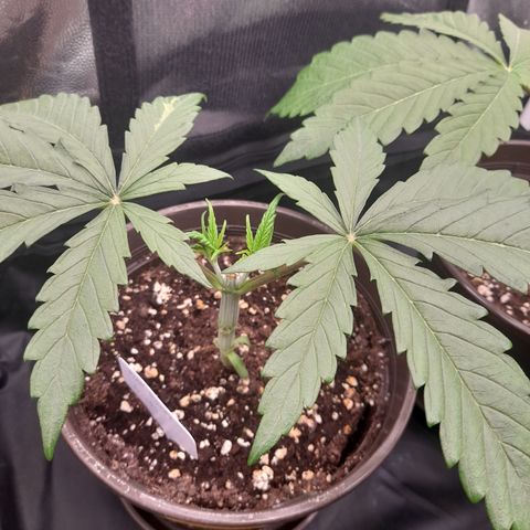 Pink Runtz  growlog timeline photo
