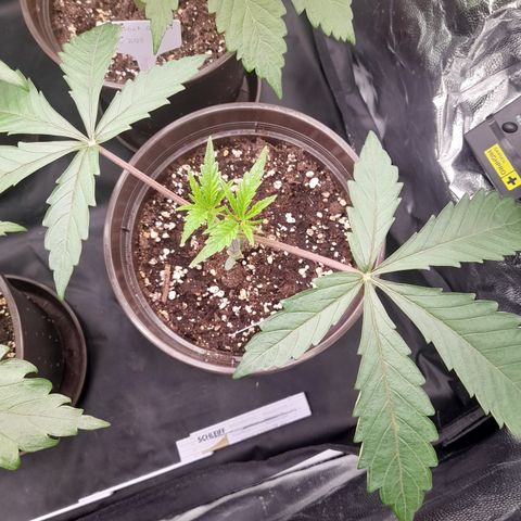 Green Gelato  growlog timeline photo