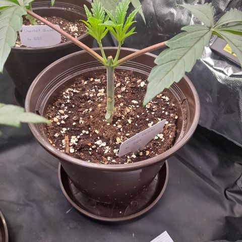 Green Gelato  growlog timeline photo
