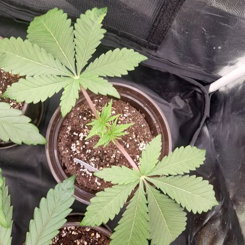 Sherbet Queen  growlog timeline photo