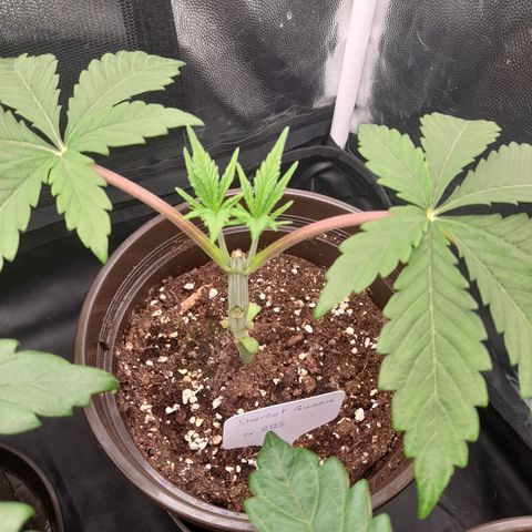 Sherbet Queen  growlog timeline photo