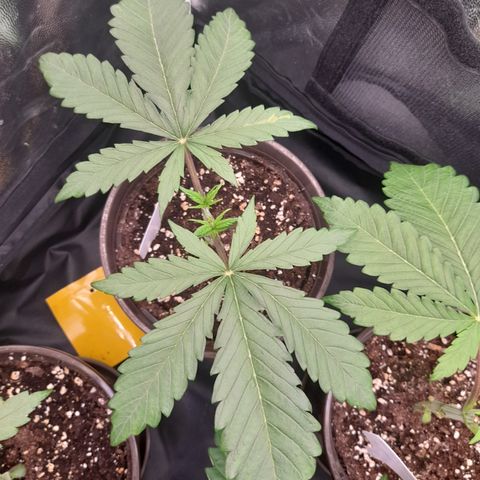 Pink Runtz  growlog timeline photo