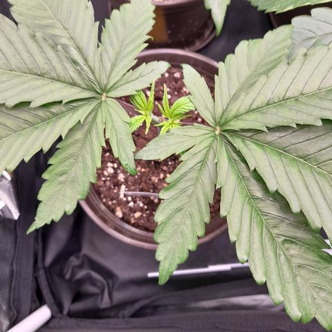 Fat Gorilla  growlog timeline photo