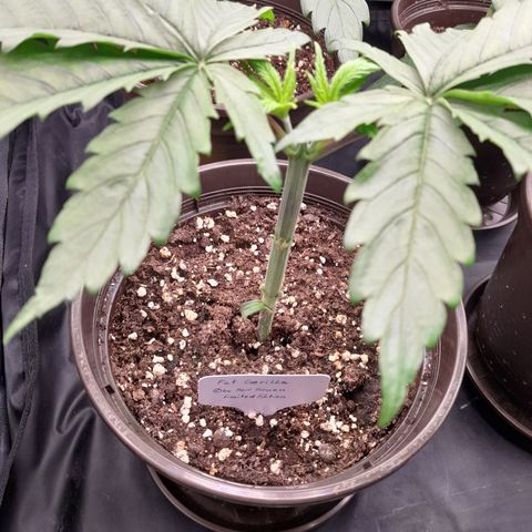 Fat Gorilla  growlog timeline photo