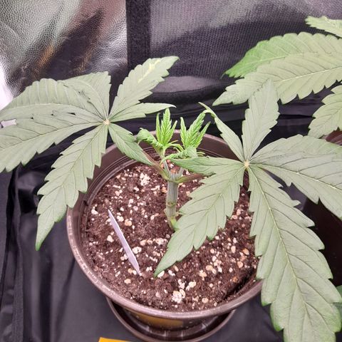 Pink Runtz  growlog timeline photo