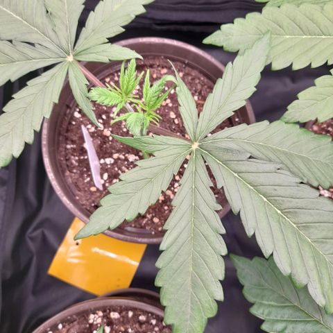 Pink Runtz  growlog timeline photo