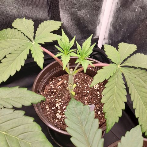 Sherbet Queen  growlog timeline photo