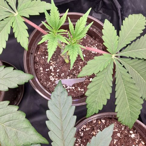 Sherbet Queen  growlog timeline photo