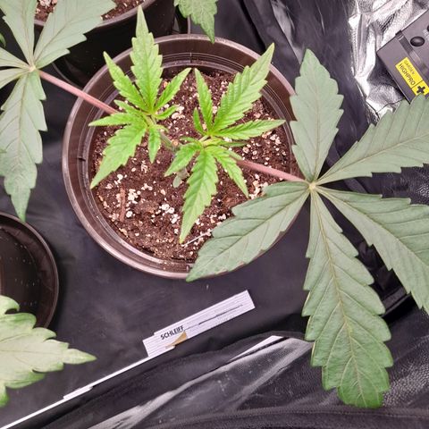 Green Gelato  growlog timeline photo