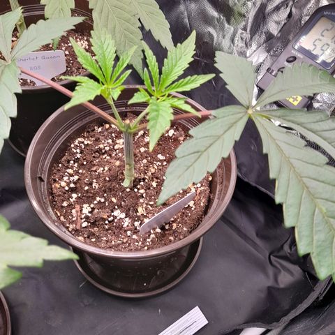 Green Gelato  growlog timeline photo
