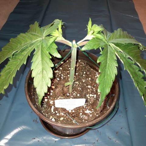 Fat Gorilla  growlog timeline photo