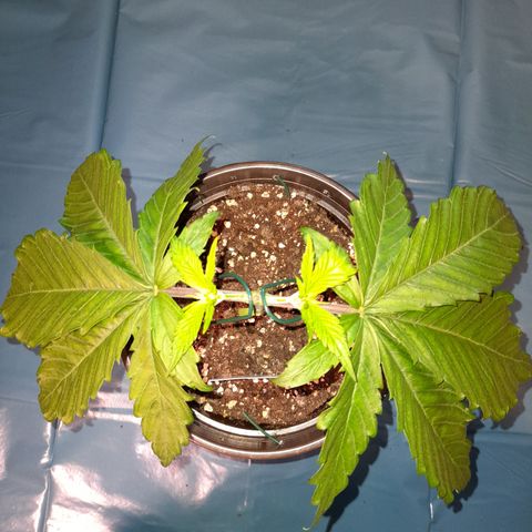 Fat Gorilla  growlog timeline photo