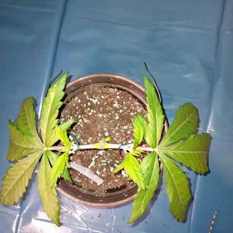 Pink Runtz  growlog timeline photo