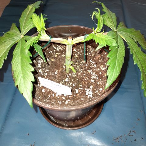 Pink Runtz  growlog timeline photo