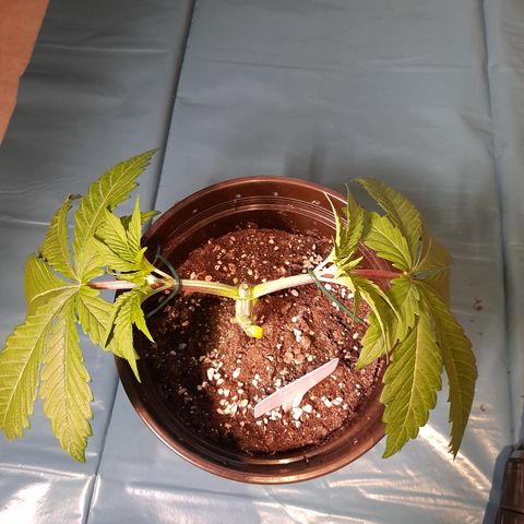 Sherbet Queen  growlog timeline photo