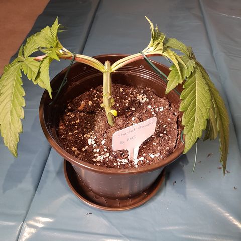 Sherbet Queen  growlog timeline photo