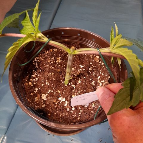Green Gelato  growlog timeline photo