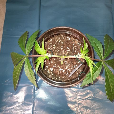 Green Gelato  growlog timeline photo