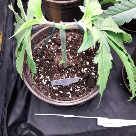 Fat Gorilla  growlog timeline photo