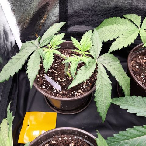 Pink Runtz  growlog timeline photo