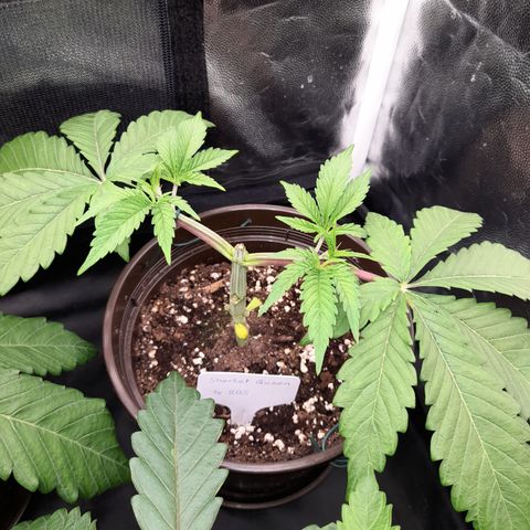 Sherbet Queen  growlog timeline photo
