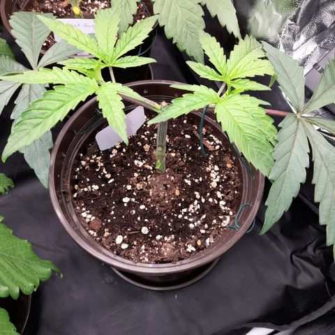 Green Gelato  growlog timeline photo