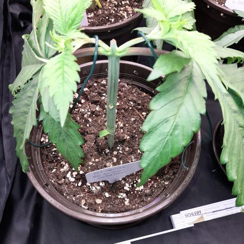 Fat Gorilla  growlog timeline photo