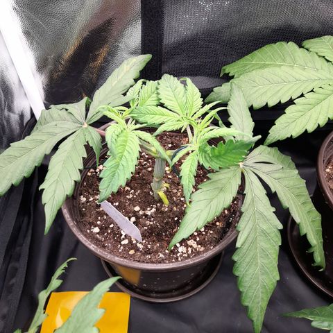 Pink Runtz  growlog timeline photo