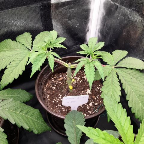 Sherbet Queen  growlog timeline photo