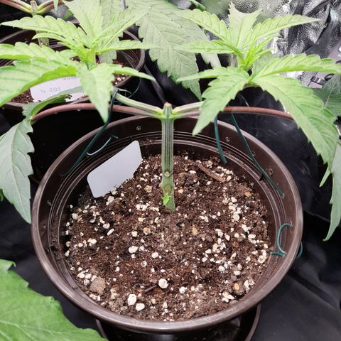 Green Gelato  growlog timeline photo