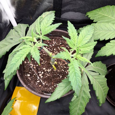 Pink Runtz  growlog timeline photo