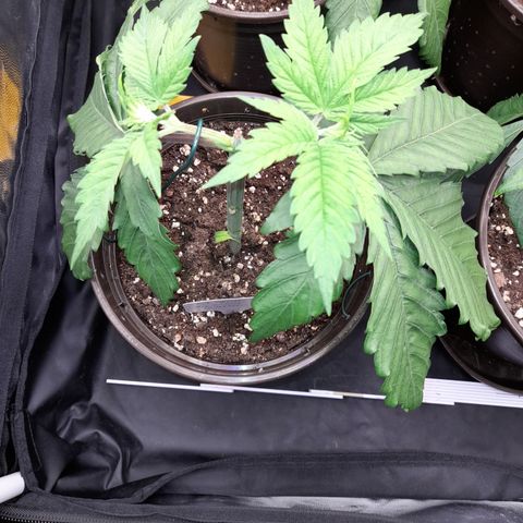 Fat Gorilla  growlog timeline photo