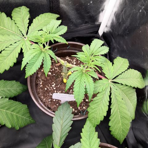 Sherbet Queen  growlog timeline photo