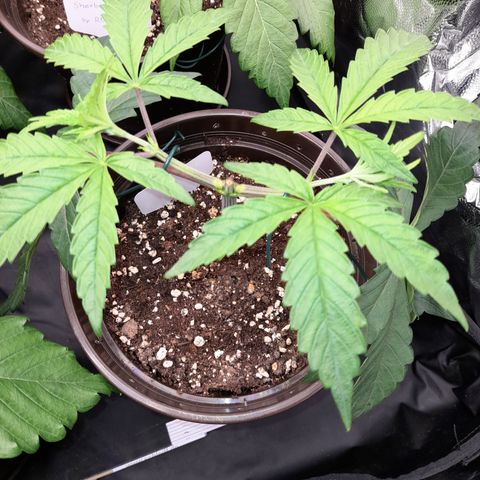 Green Gelato  growlog timeline photo