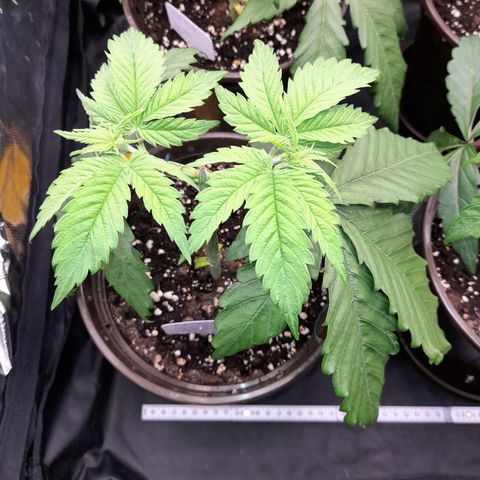 Fat Gorilla  growlog timeline photo