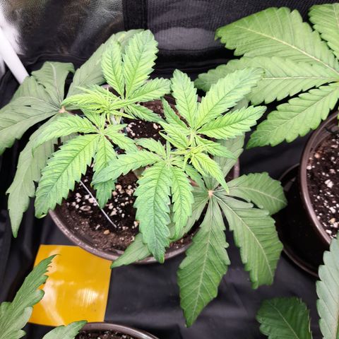 Pink Runtz  growlog timeline photo