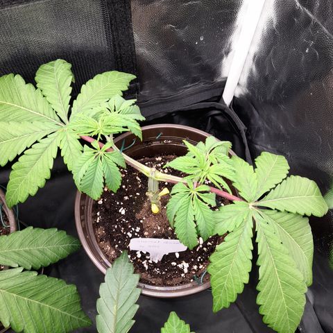 Sherbet Queen  growlog timeline photo