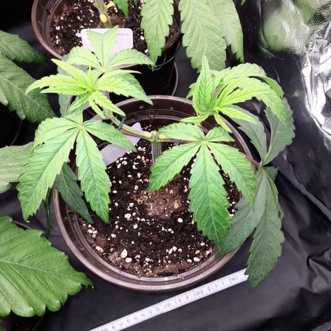 Green Gelato  growlog timeline photo
