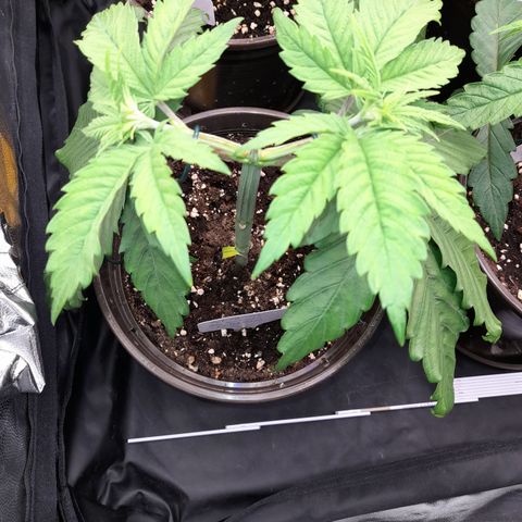 Fat Gorilla  growlog timeline photo