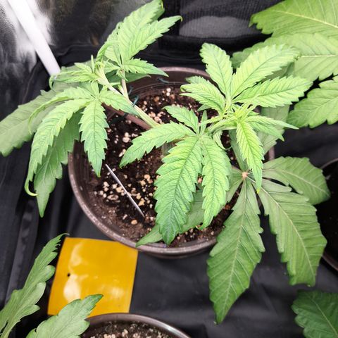 Pink Runtz  growlog timeline photo