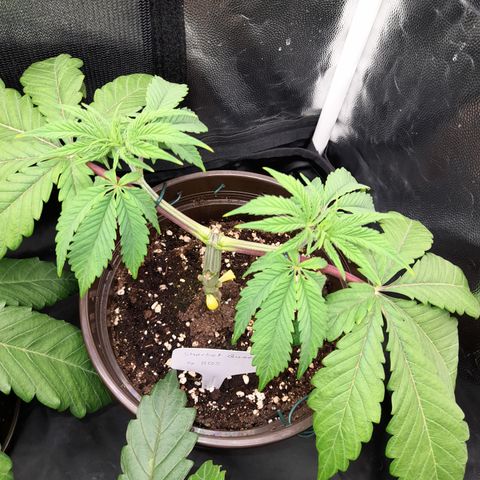 Sherbet Queen  growlog timeline photo