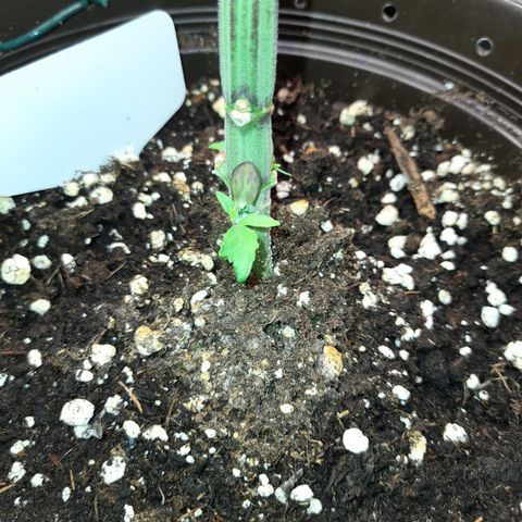 Green Gelato  growlog timeline photo