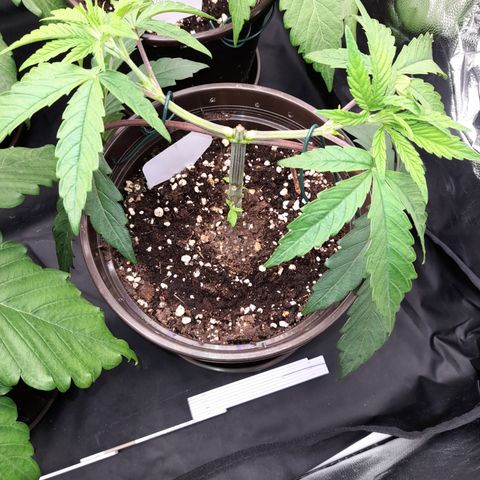 Green Gelato  growlog timeline photo