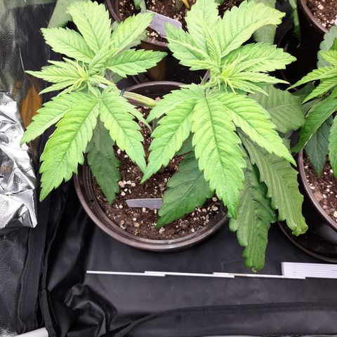 Fat Gorilla  growlog timeline photo