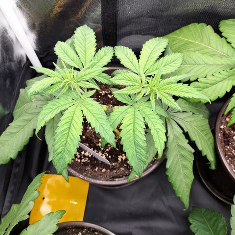 Pink Runtz  growlog timeline photo